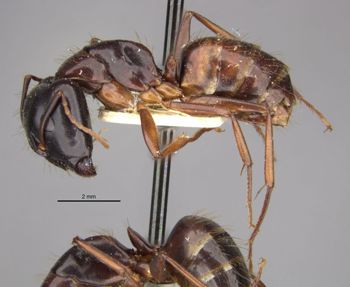 Media type: image;   Entomology 9218 Aspect: habitus lateral view
